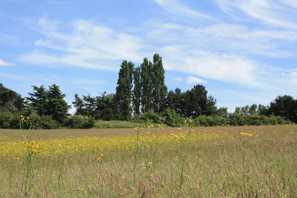 Wild flower meadows at Woodlands Farm