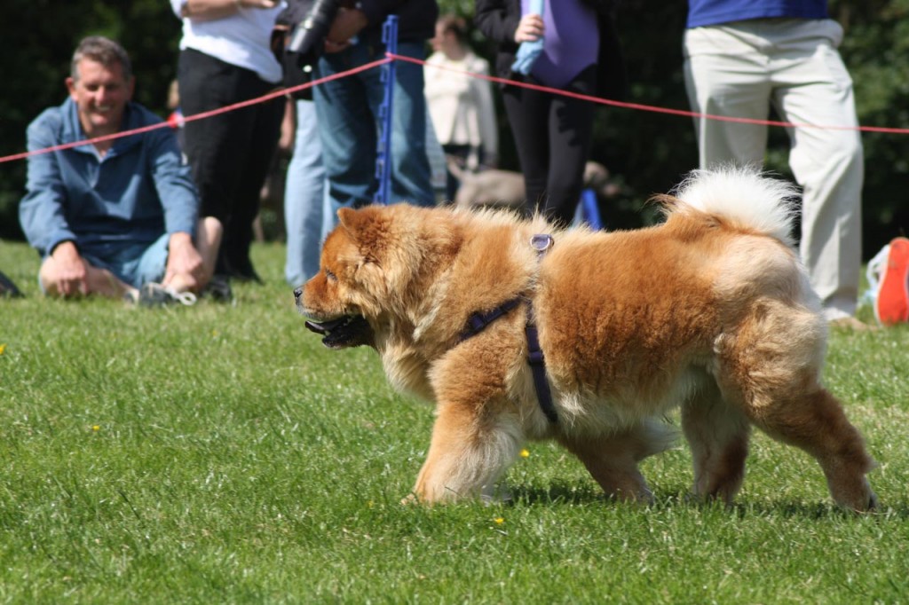 Obedience Competition at 2013 Shrewsbury Park Summer Festival