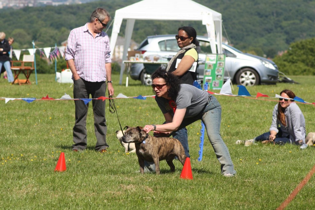 Fastest Dog Competition at 2013 Shrewsbury Park Summer Festival