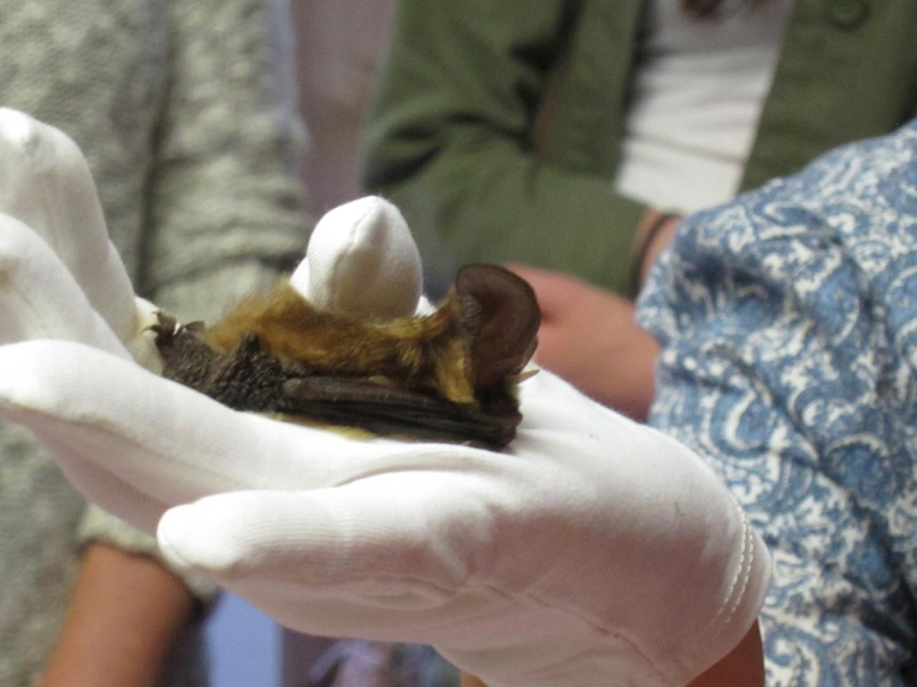 Brown Long Eared bat from Jenny Clark's education team at Batfest 2015
