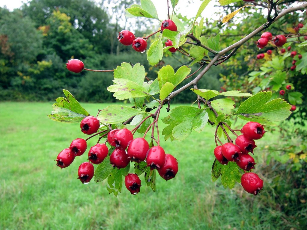 Hawthorn berries in Eaglesfield Park