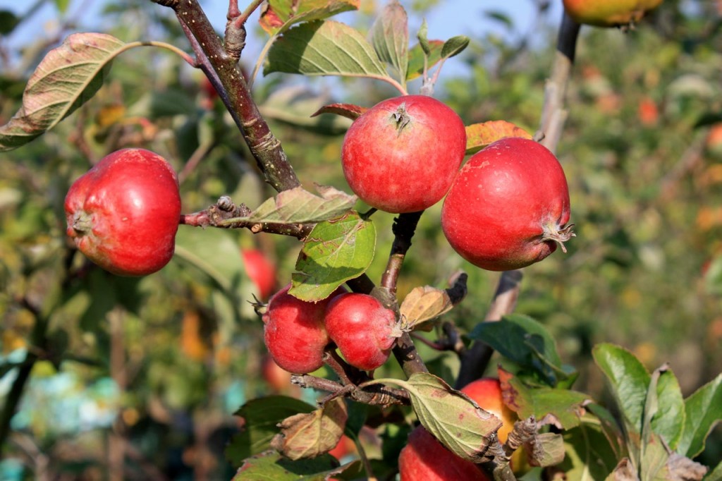 Apples at Woodlands Farm