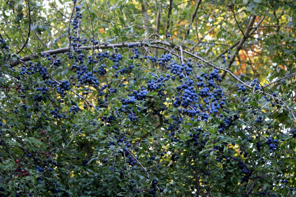 Sloe berries at Woodlands Farm