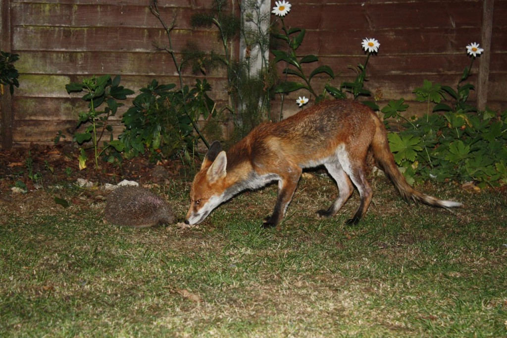 Hedgehog and Fox in garden backing on to Mayplace Lane