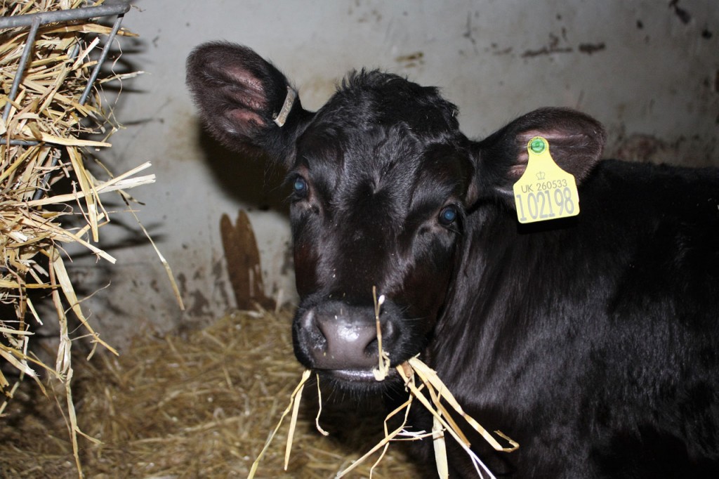 One of Woodlands Farm's new calves