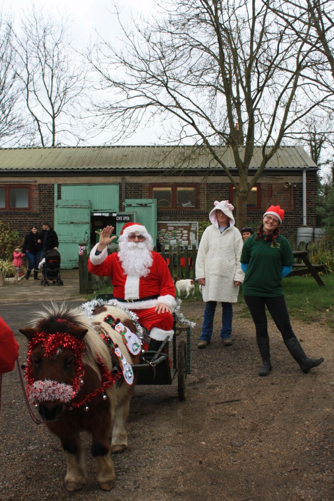 Father Christmas arrives at Woodland Farm, pulled by Bob the pony