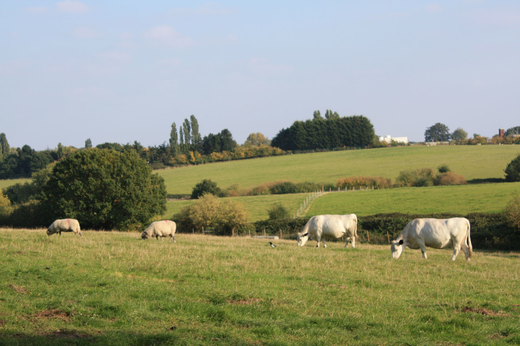 Woodlands Farm fields
