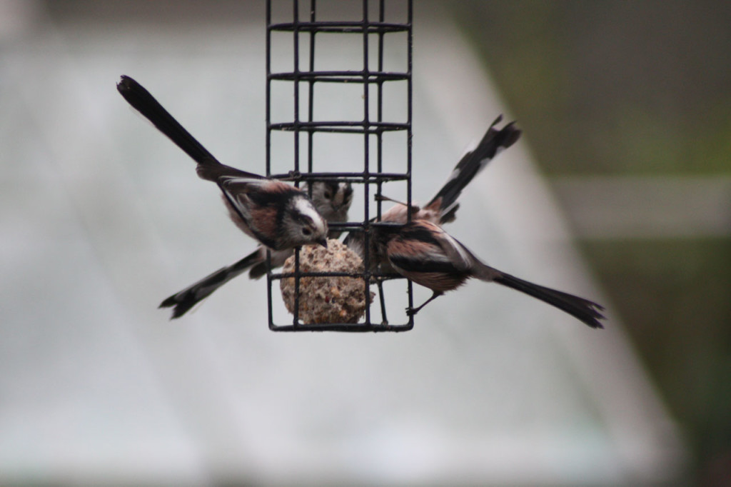  Long-tailed Tits feeding at Woodlands Farm