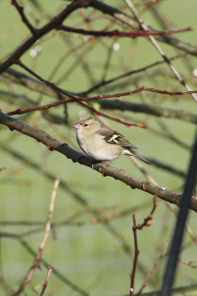 Female Chaffinch at Woodlands Farm