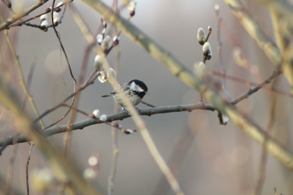 Coal Tit at Woodlands Farm