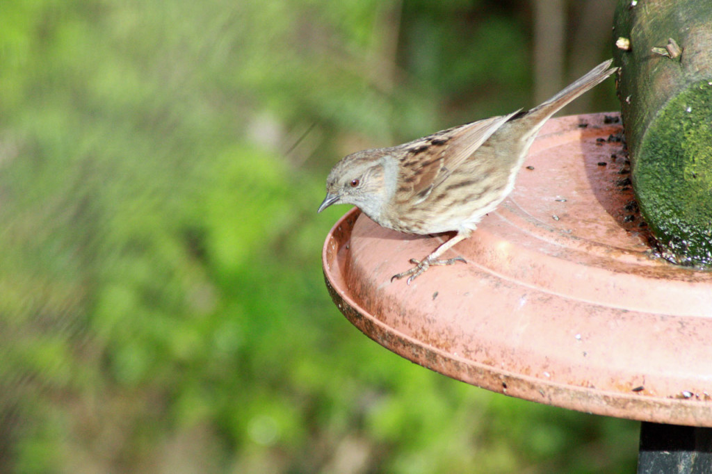  Dunnock at Woodlands Farm