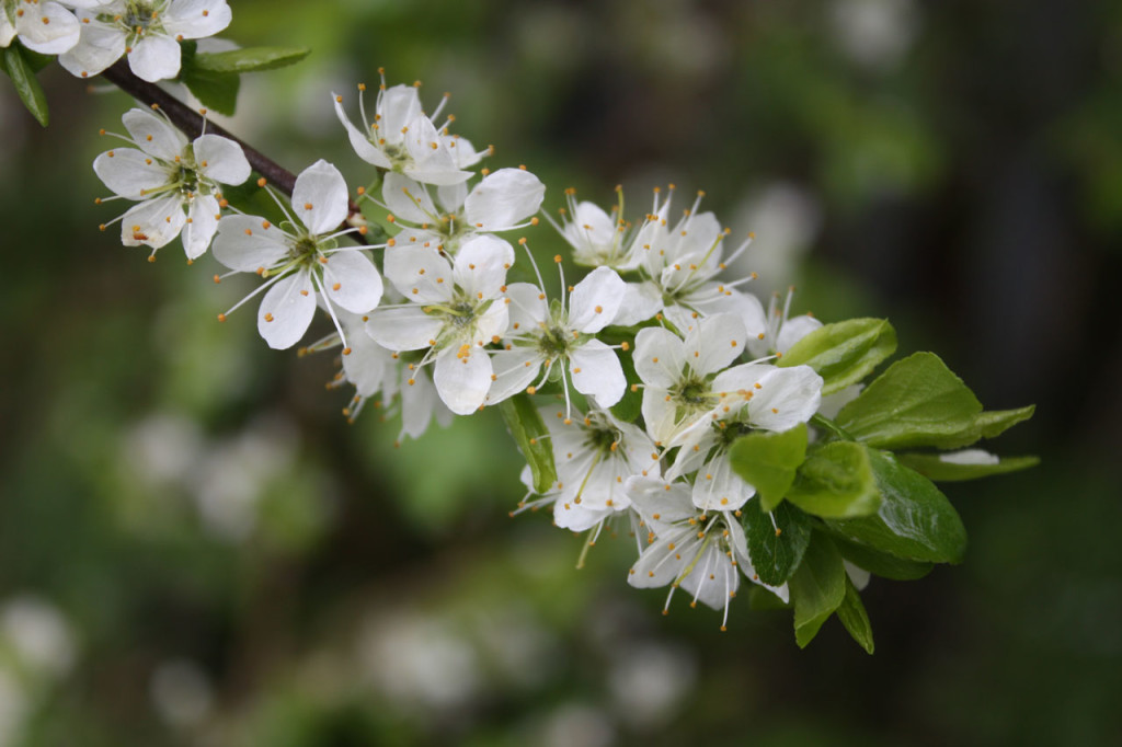 Spring blossom at Woodlands Farm