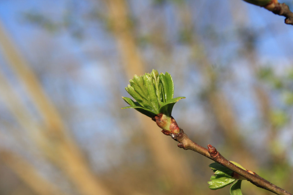 Spring leaves emerge at Woodlands Farm