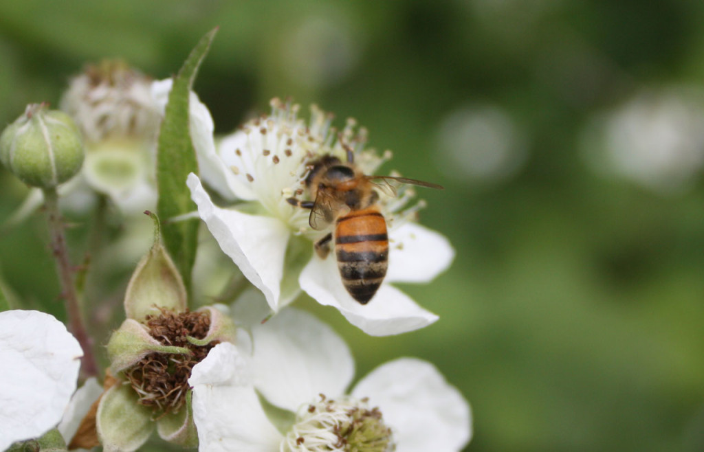 Honey Bee at Woodlands Farm