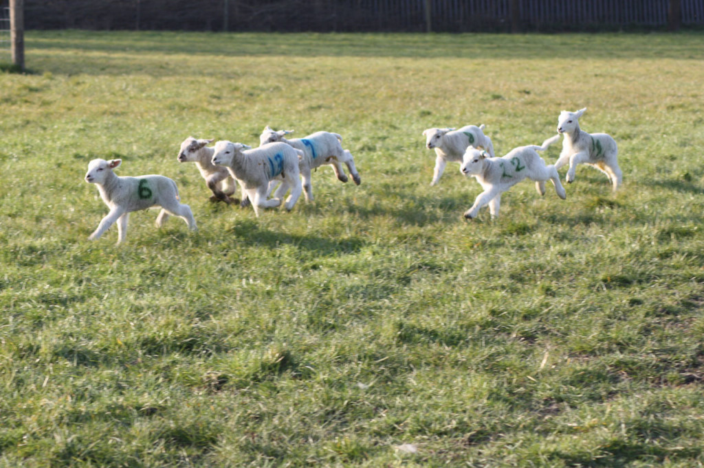 New lambs racing across Woodlands Farm's fields