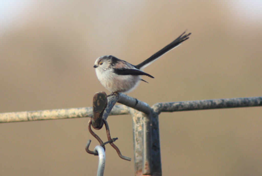 Long-tailed Tit at Woodlands Farm