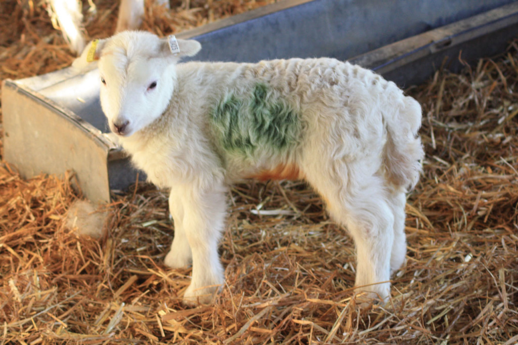 One of Woodlands Farm's new lambs