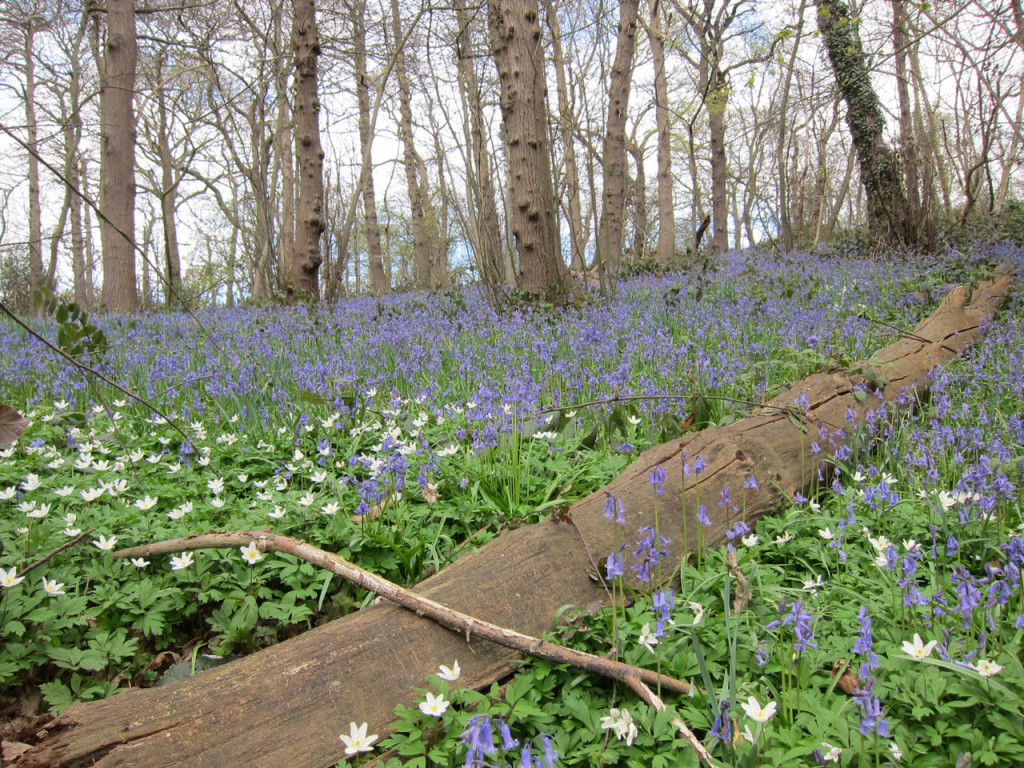 Bluebells and Wood Anemones in Lesness Abbey Woods