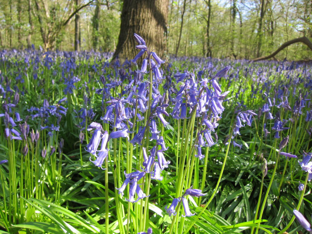 Bluebells in Oxleas Wood