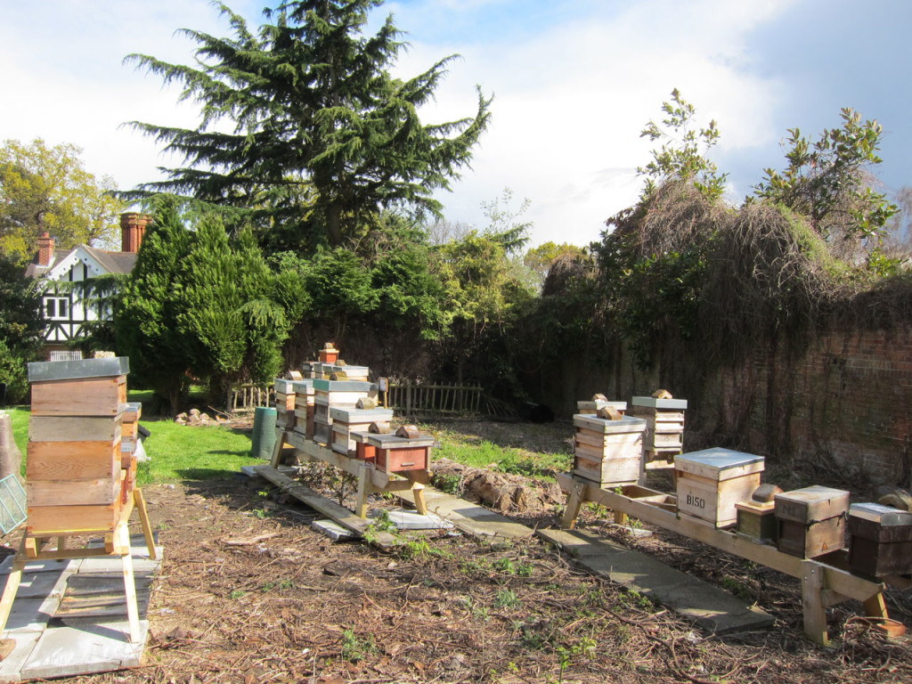 The hives of Oxleas Apiary