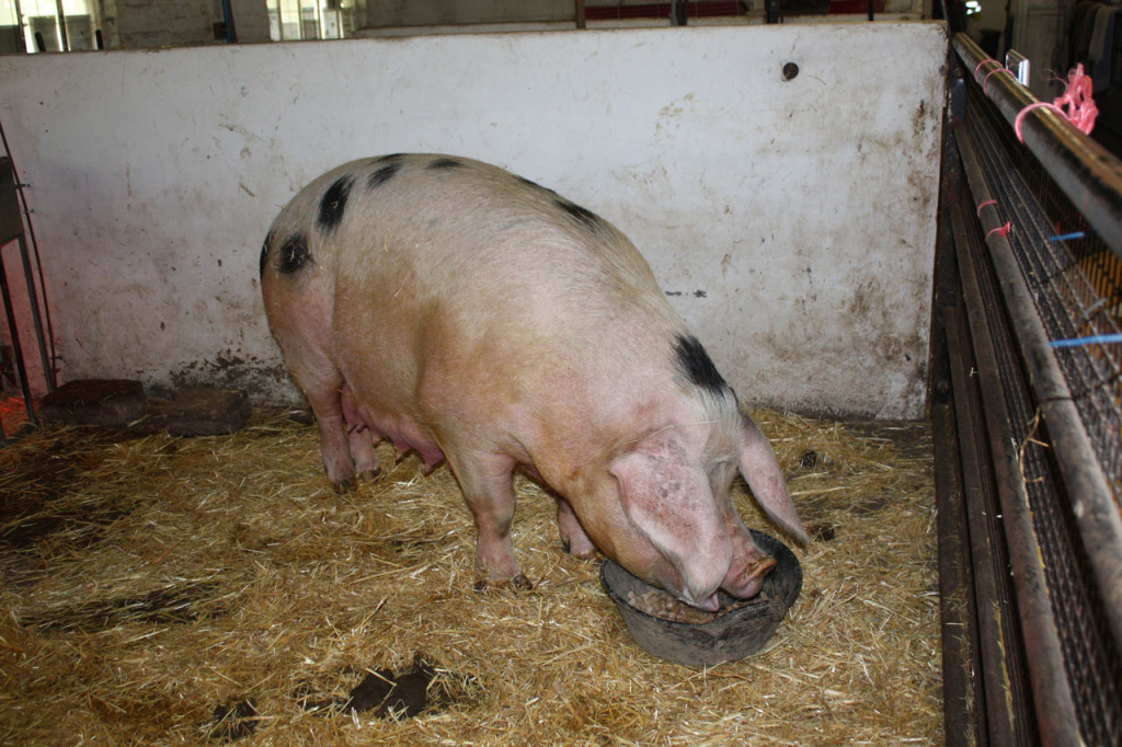 Rosie, the Gloucester Old Spot pig, at Woodlands Farm