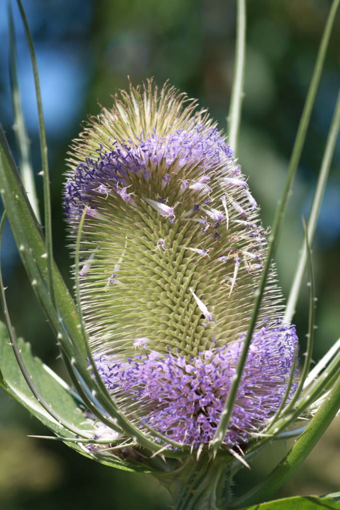 Teasel at Woodlands Farm