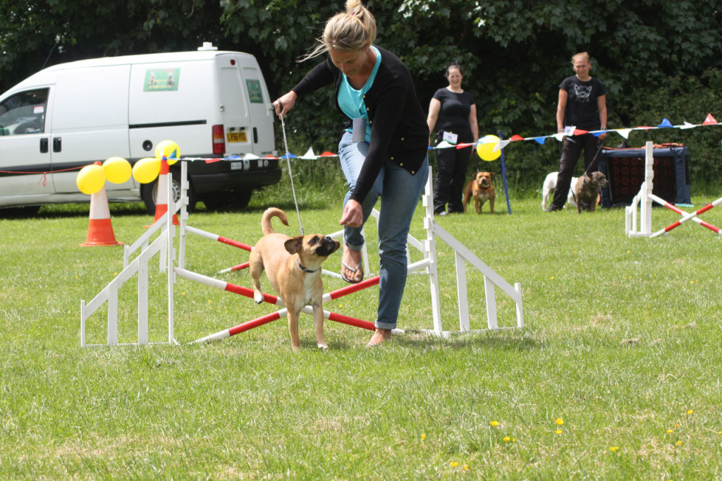 Agility competition at the 2013 Shrewsbury Park Summer Festival