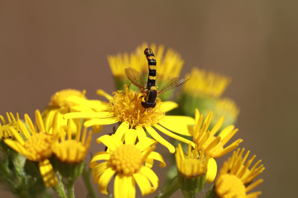 Ragwort at Woodlands Farm