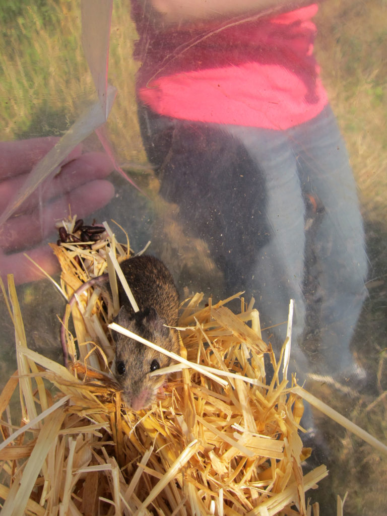 Wood Mouse caught in Woodlands Farm's Mammal Survey