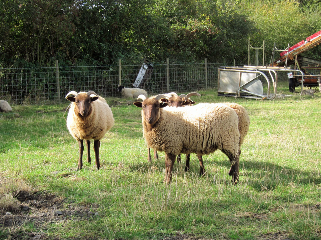 Manx Loaghtan at Woodlands Farm