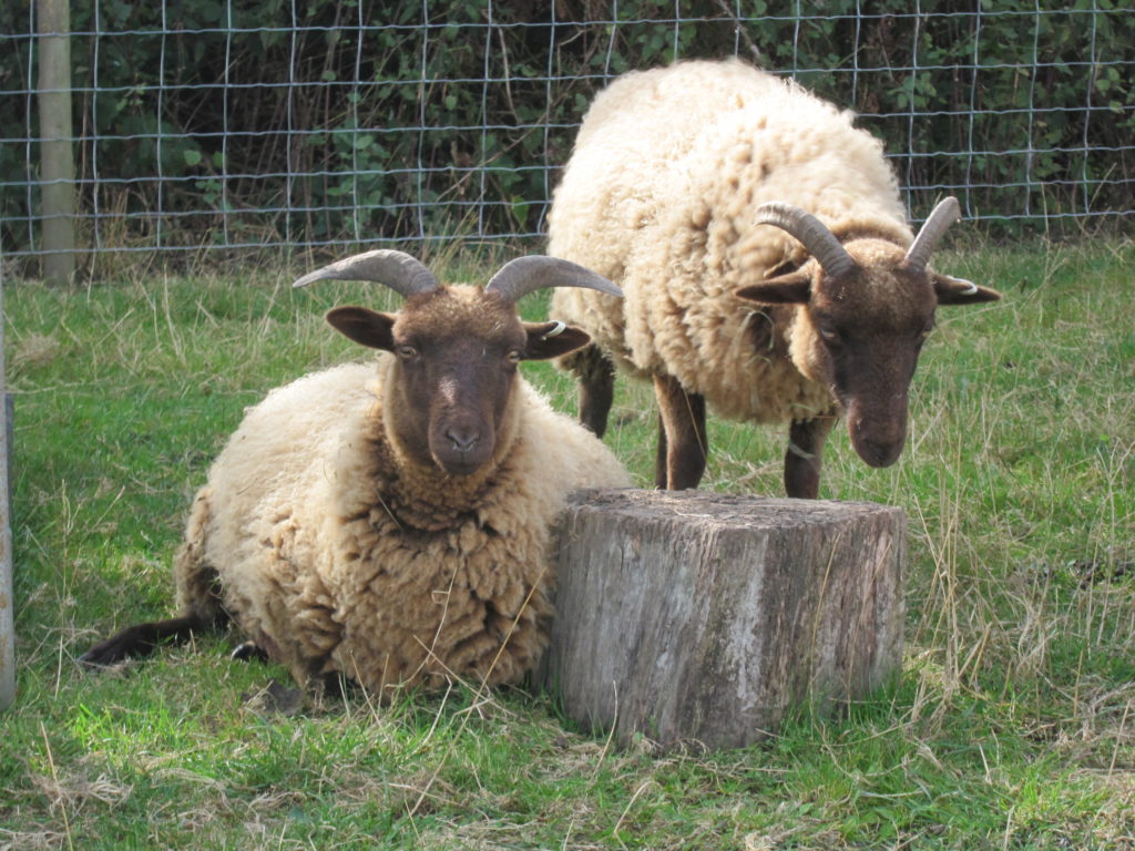 Manx Loaghtan sheep at Woodlands Farm