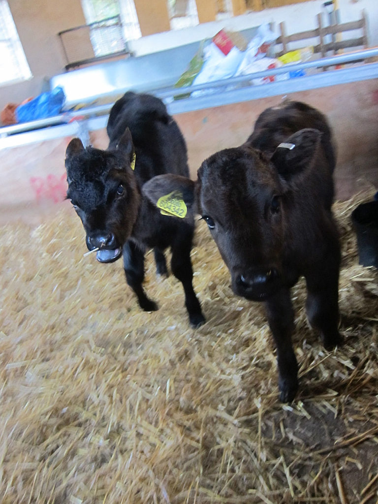 Woodlands Farm's new calves