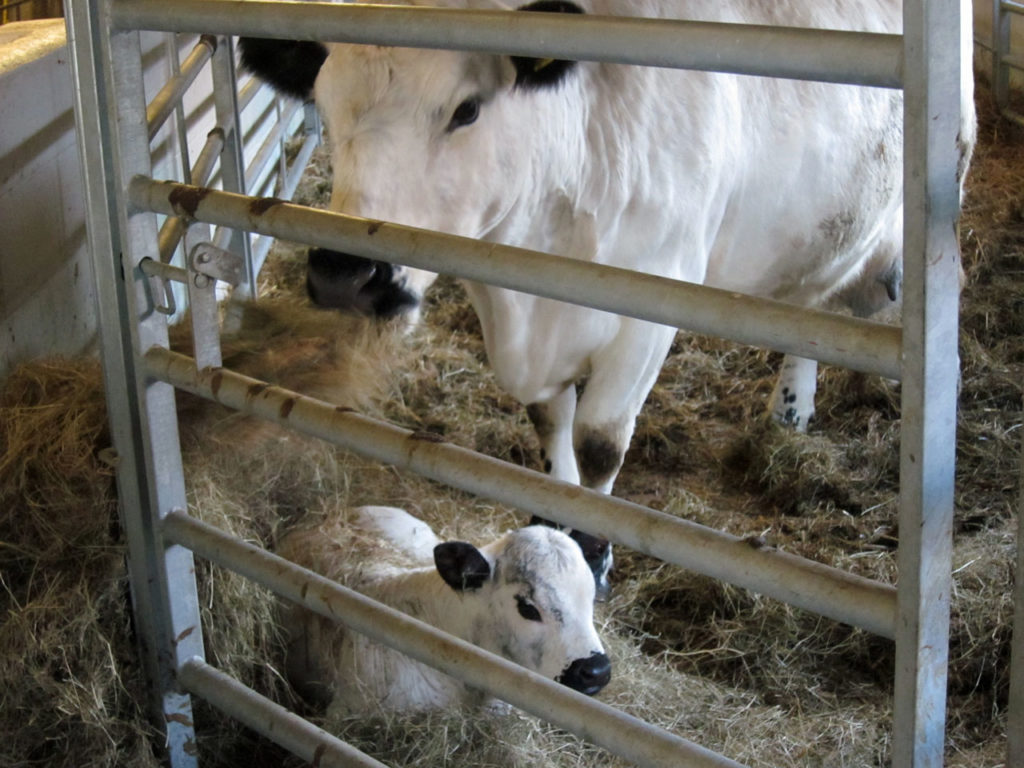 Clover and her new calf