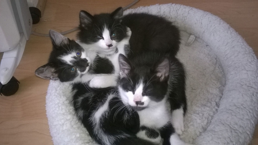 Some of CatCuddles fostered kittens