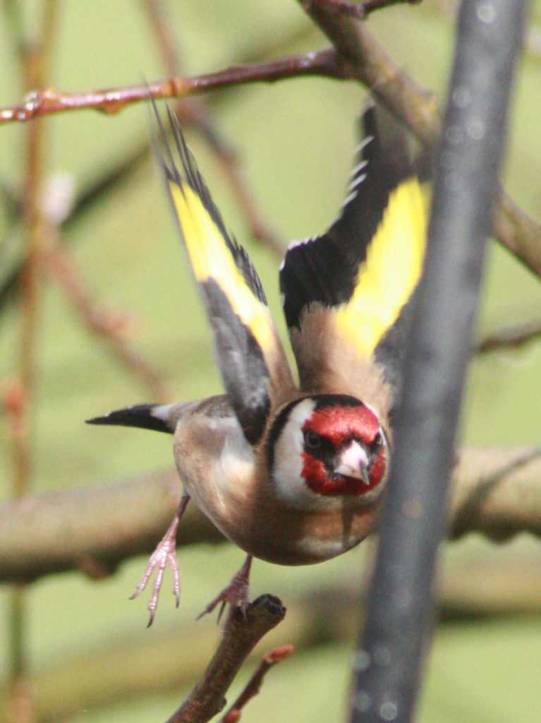 Goldfinch at Woodlands Farm