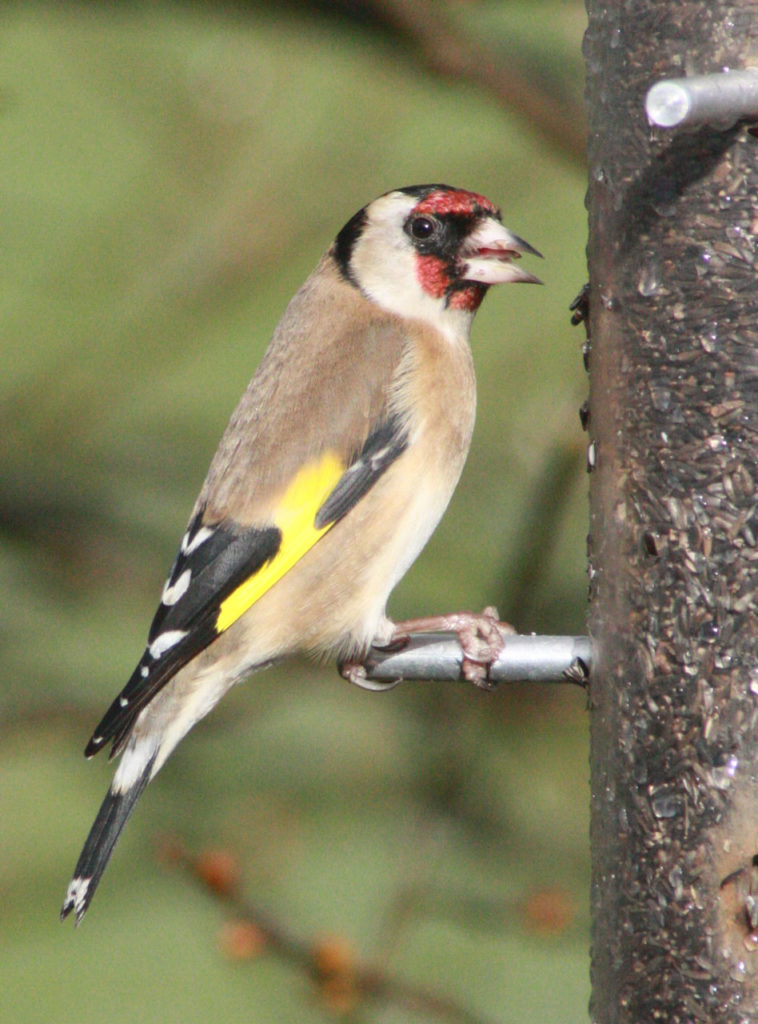 Goldfinch at Woodlands Farm