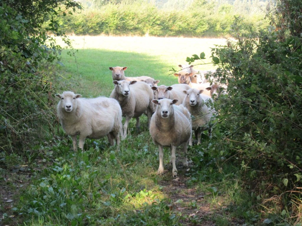 Curious sheep at Woodlands Farm