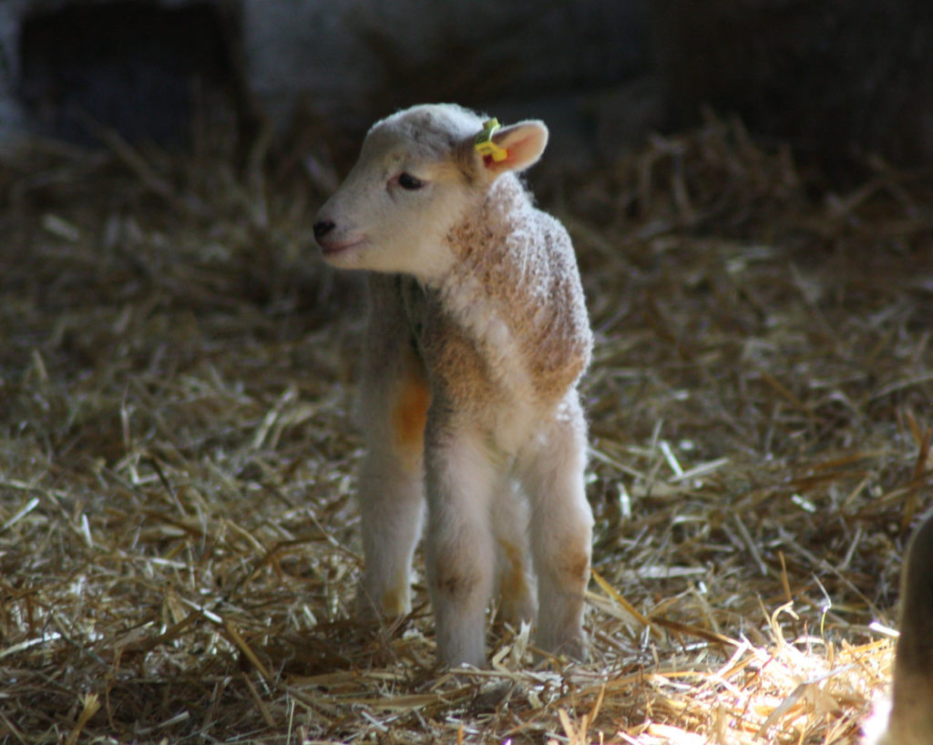 New lamb at Woodlands Farm