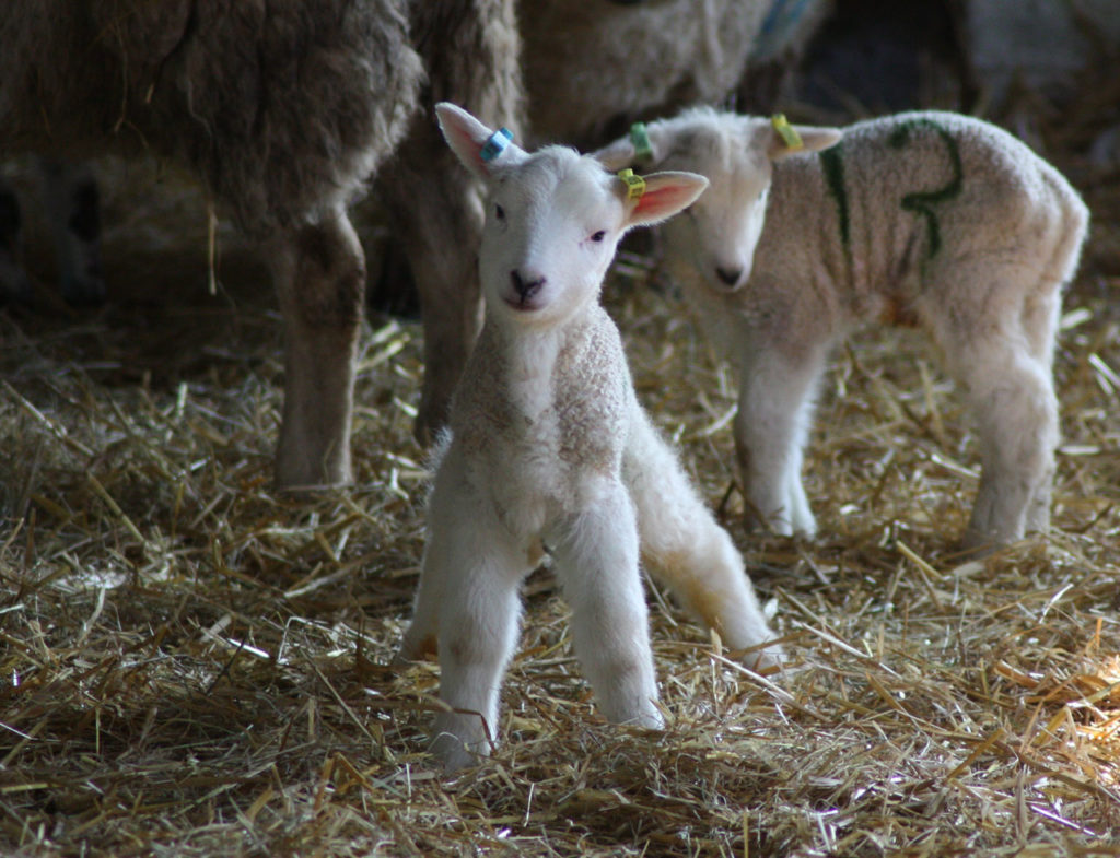 New lamb at Woodlands Farm