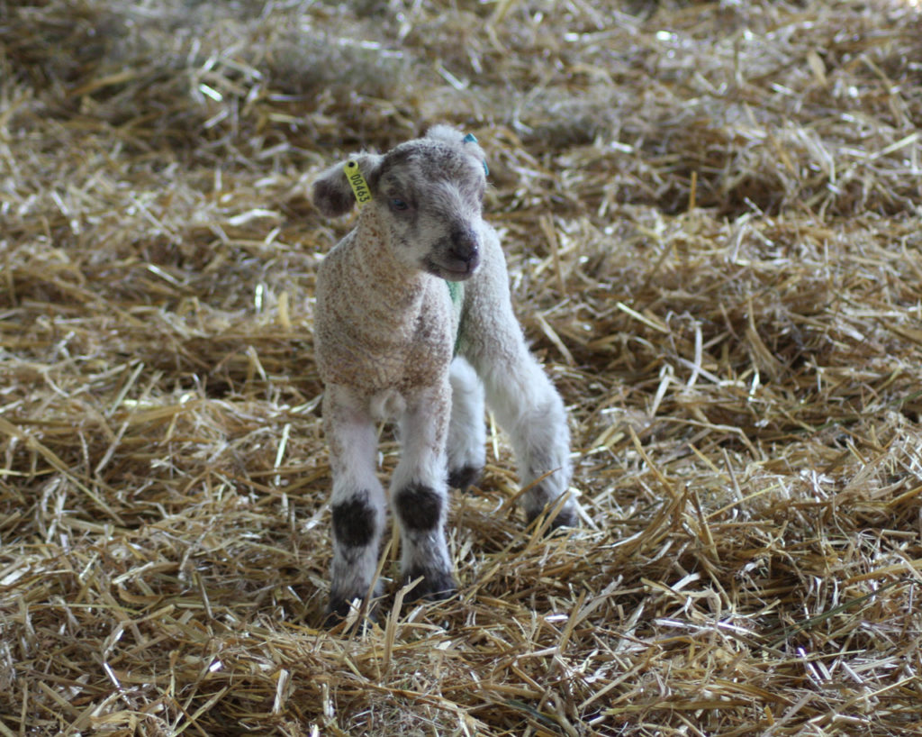 New lamb at Woodlands Farm