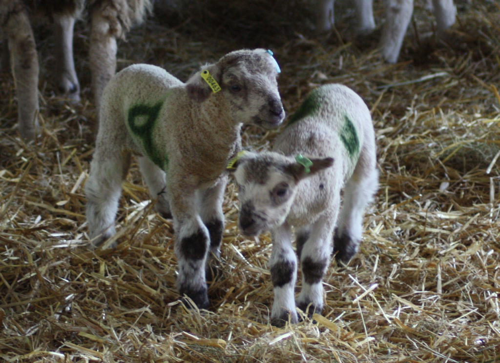 New lambs at Woodlands Farm