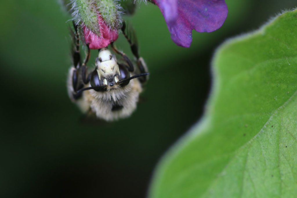 Bee at Woodlands Farm