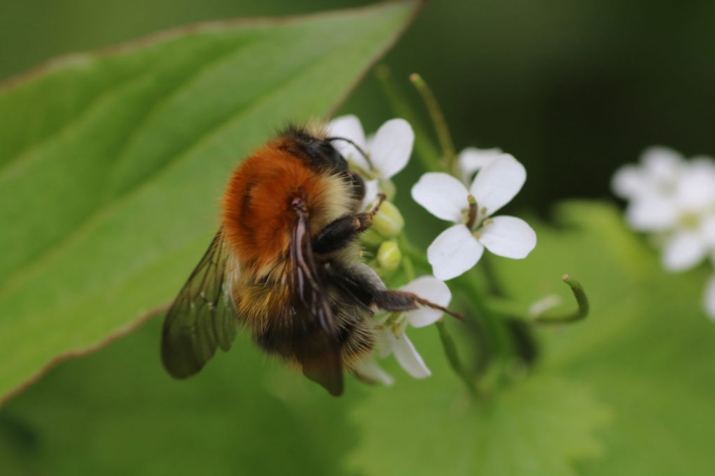 Common Carder Bee at Woodlands Farm