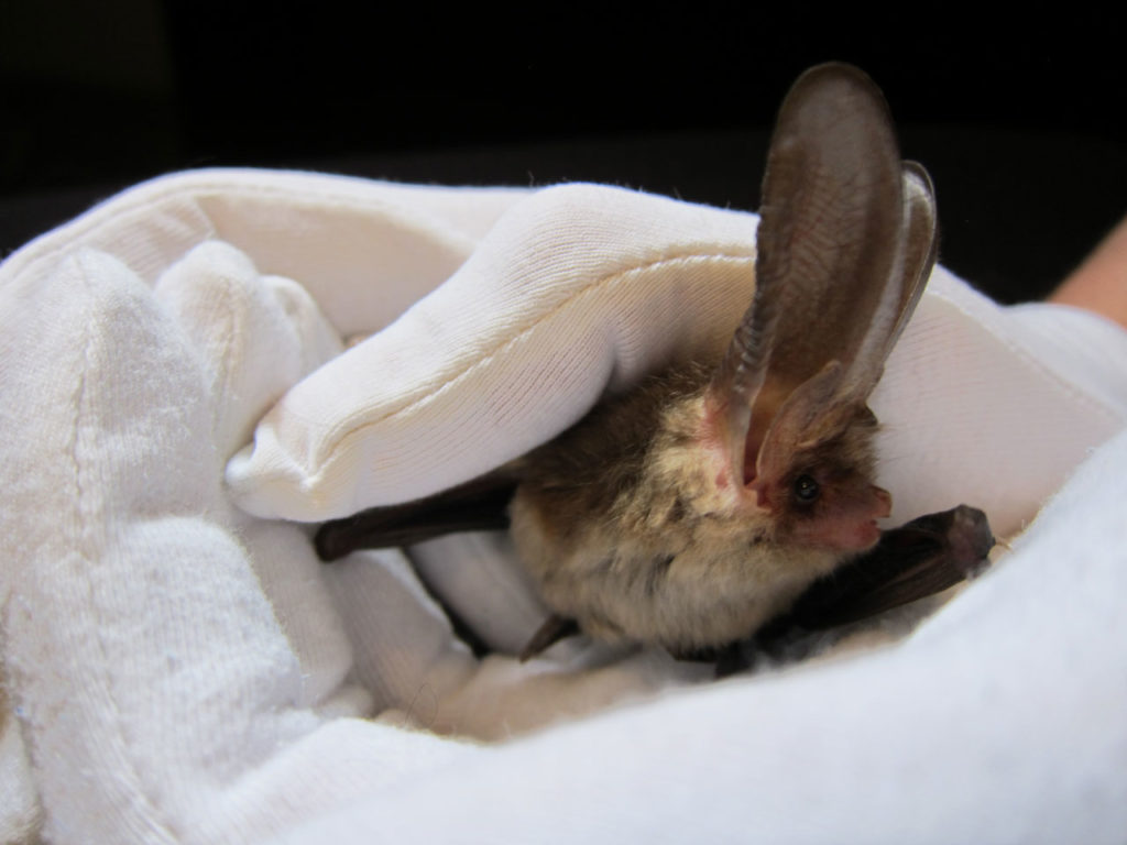 Brown Long-eared Bat at Bat Fest