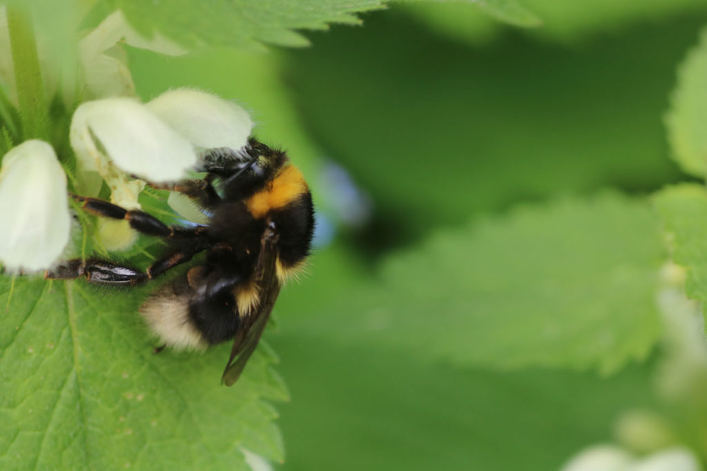 Buff-tailed Bumble bee at Woodlands Farm