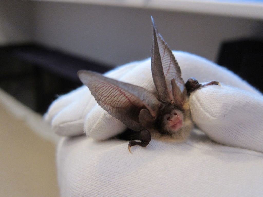 Brown Long-eared Bat at Bat Fest