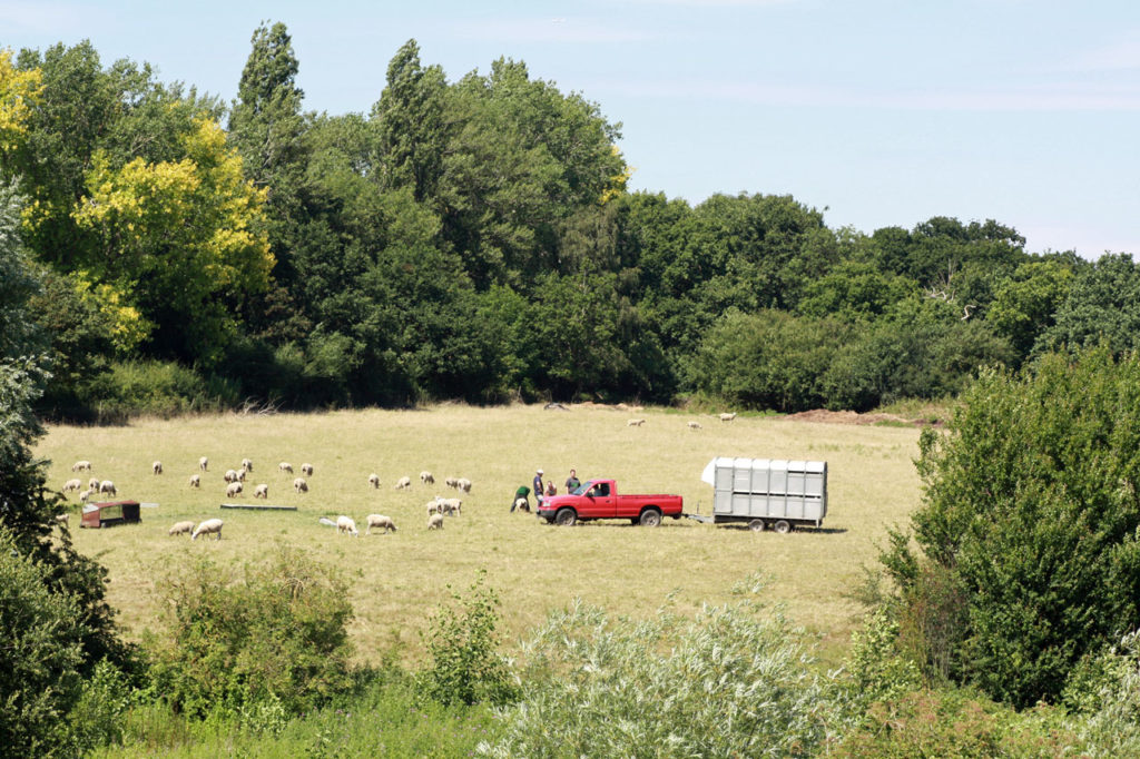 Woodlands Farm Meadow