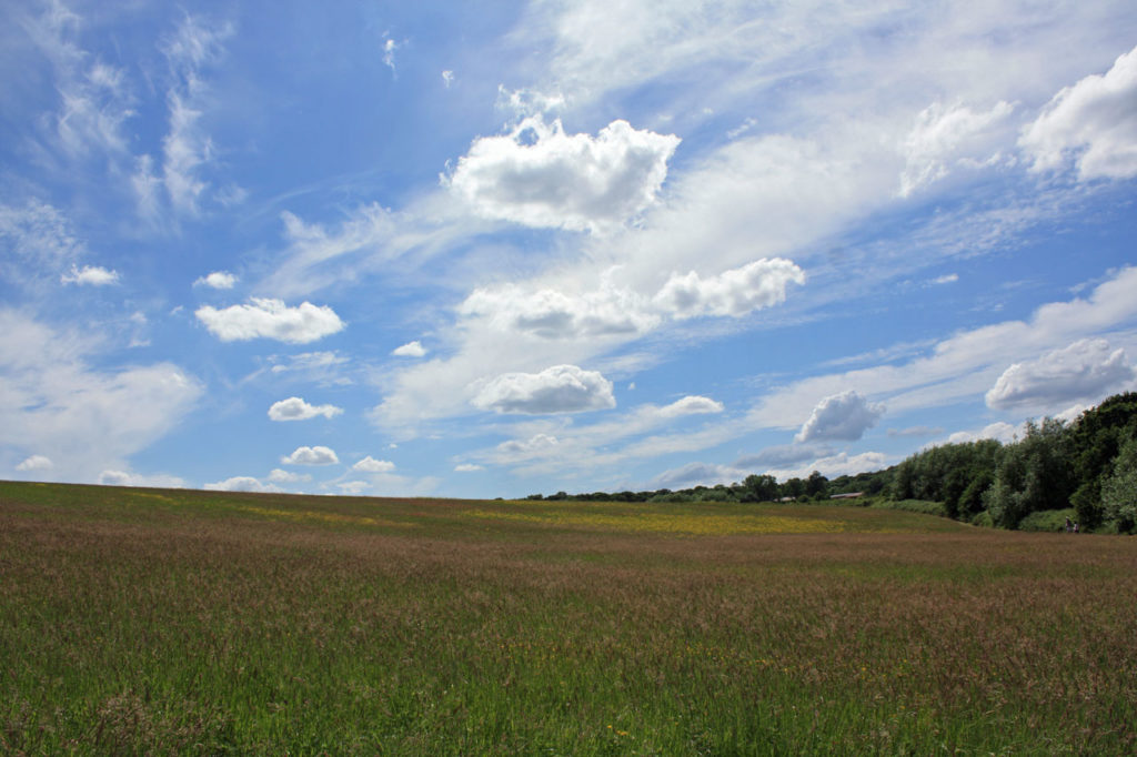 Woodlands Farm Wild Flower Meadow