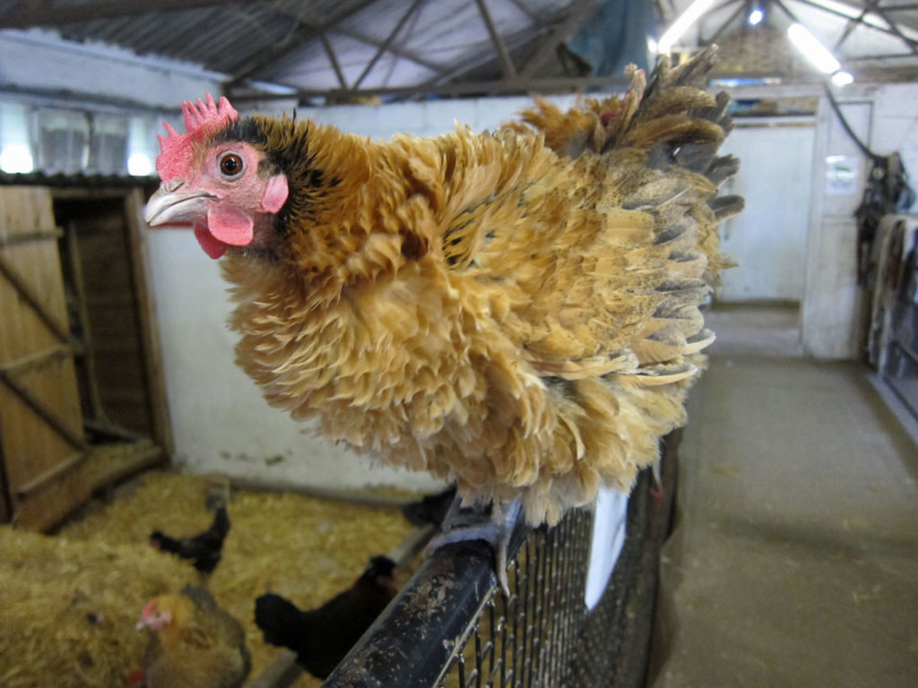 Bantam at Woodlands Farm