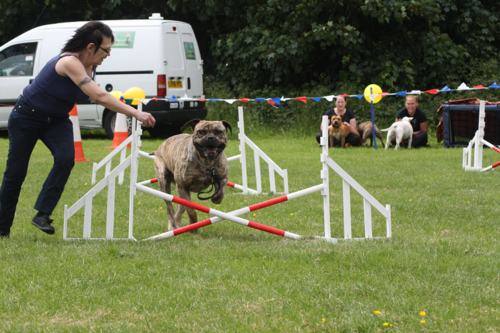 Agility competition at the 2013 Shrewsbury Park Summer Festival